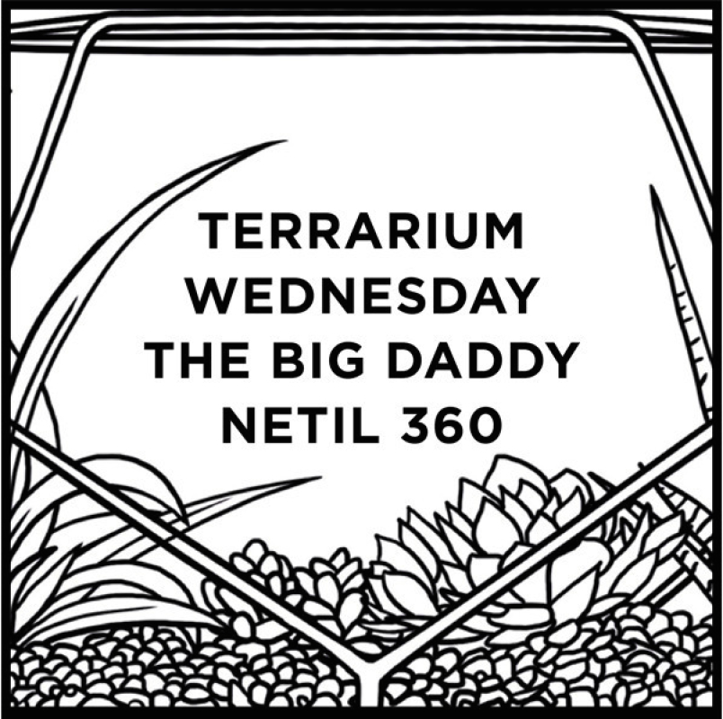 Grace & Thorn Terrarium Workshop