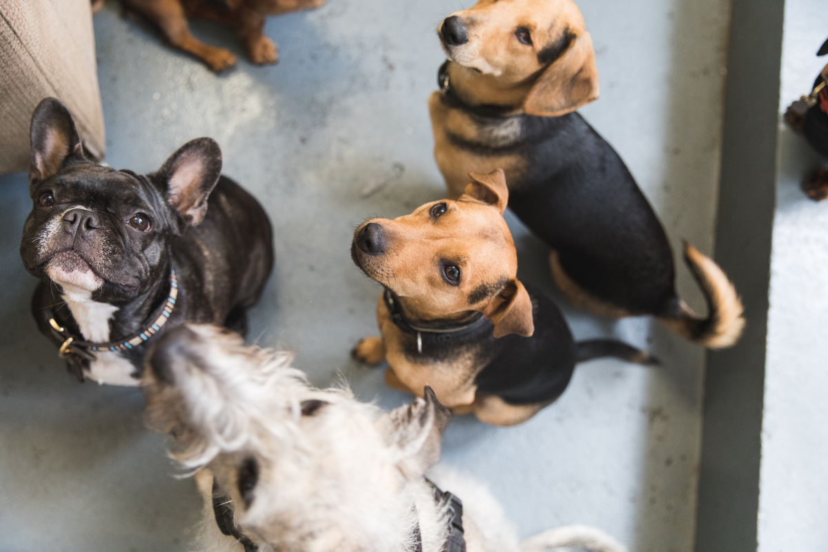 George & Friends doggy daycare at Hackney Downs Studios